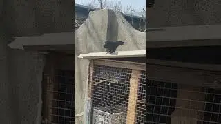 оставляли основных... сезон начинается... пискунов...