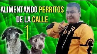 ALIMENTANDO PERRITOS DE LA CALLE