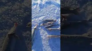 Открытие зимней рыбалки. Мой первый улов.16 декабря 2023 год 🇰🇿 КазахстанКостанайская озеро Койбагар