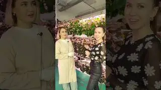 Пробую цветы с клумбы: какой вкус у бегонии?