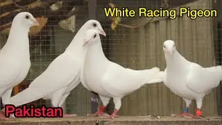 White Racing Pigeons in Pakistan 2023 | Kalapati | Racer Pigeon