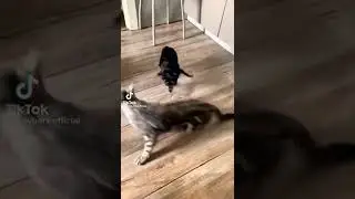 Собака и кошка дерутся!