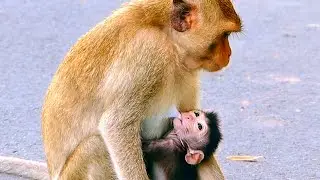 MaMa I am Hungry , New Baby Not Wait Too Fast Drink Milk Mom