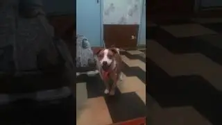 Поет Майло Джек рассел