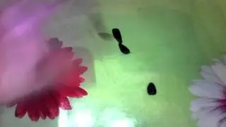 Волшебные семечки