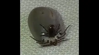 Клещ пьет кровь у клеща. Нет, они спариваются !!!
