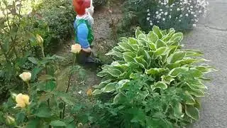 Цветы под окном