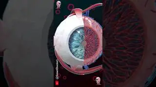Human Eye Anatomy 👁️⚡