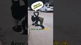 Gatos coreógrafos