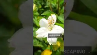 Садоводство