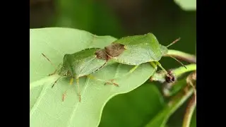 A mating pair of Green Shield bugs