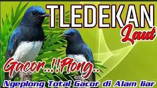 TLEDEKAN LAUT