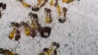 NIKON D3100 18-55 REVERSED LENS MACRO TEST