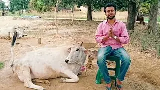 हमारी प्यारी गाय की कहानी मनुष्य और जानवर के बीच प्रेम की एक अद्भुत मिसाल Story of our beloved cow