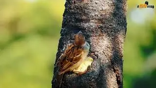 KICAUAN BURUNG DI ALAM [ LIVE DICTIONARY  4K Animal Footage ~ BIRD   CHIM  OISEAU  VOGEL  PÁJARO ]
