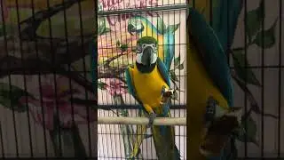 Marley The Macaw Loves Waffles! 🧇