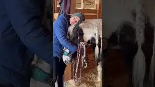 Лошади Арины Либонтовой: тинкер Мышка 