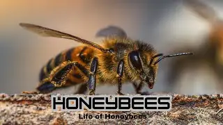 Inside the Buzz  ||  The Secret Life of Honeybees