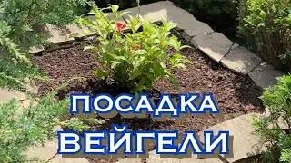 Посадка вейгели 🌺 Магія Рослин