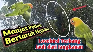 MANJAT POHON BERTARUH NYAWA ‼️ Menangkap Lovebird yang Lepas