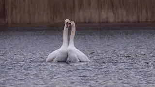Courtship of swans
