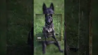 German Shepherd Make Anything Look Good 