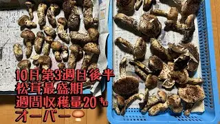 松茸最盛期　10月第3週目後半