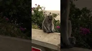 Атмосфера в храме Pura Uluwatu Bali monkey temple
