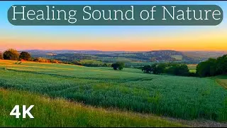 Healing Sound of Nature - Soothing Nature Sounds: Your Path to Stress Relief and Overcoming Anxiety