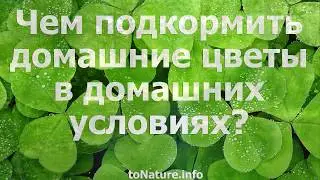 Чем подкормить домашние цветы в домашних условиях?