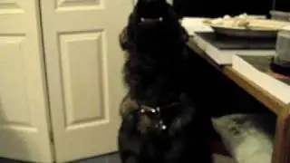 Strauss howls