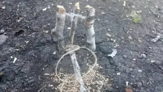 Как сделать ловушку на птицу.