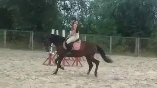 Каприоль, жер., 2010, рысь седло