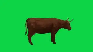 Cow green screen video | chroma cow video | Copyright free chroma video