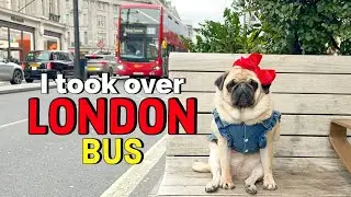 My Dog Rents a Bus in London — Pug Maggie