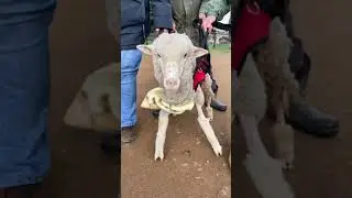 Watch Sally the sheep learn how to walk again!