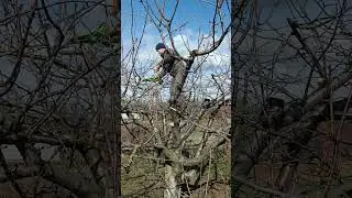 черешня обрезка