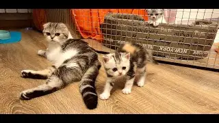 Маленьким котятам сделали детский садик ❤️