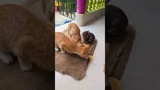 Sharing food with kittens #cute