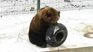 Мишка играет на снегу🐻🙃❄ /Bear Mansur