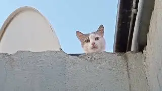 ❤️Mother cat looks from the attic. Her nest, kittens on the roof...| #cat #catlover #youtubevideo