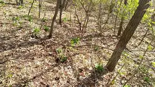 Binaural Audio - Geese, Cardinals, Chickadees, footsteps & low traffic hum