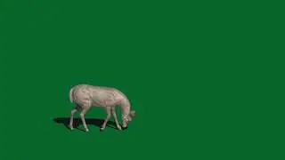 Deer Green screen effects
