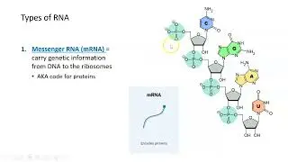 RNA Structure and Functions