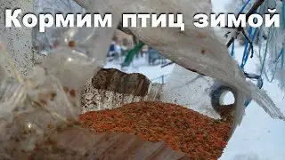 Кормим птиц зимой