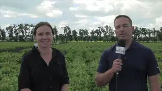 Edible Bean School: Giving beans more credit for fixing nitrogen