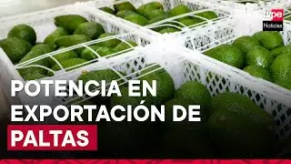 Perú es segundo mayor exportador de paltas