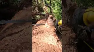 Cross Cut Saw Trail Work; Diaries from a greenhorn sawyer. Boy Scout Tree the Nob Cut