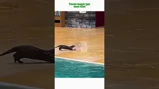 Умная выдра удивила всех#viral #shorts