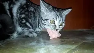Жадно кушают коты! Мурзик и Бакс